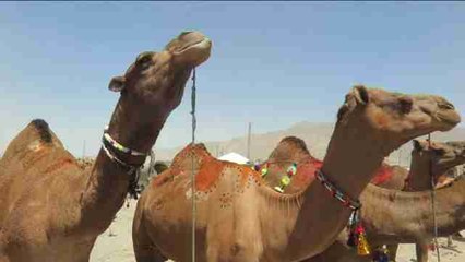 Comienzan los preparativos para la fiesta del Eid Al Adha en Pakistán