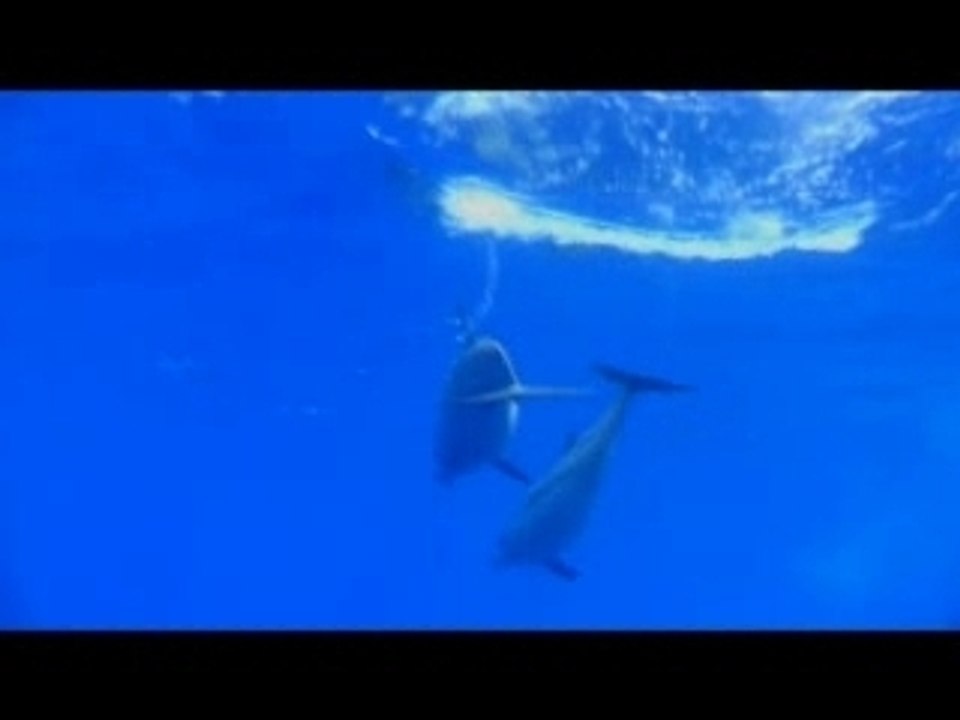A DOLPHIN STORY