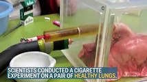 Así se ven los pulmones luego de fumar 20 cigarros