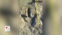 Beachgoer Discovers 130-Million-Year-Old Dinosaur Footprints