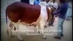 Angry Cow qurbani 2016 2017 Professional qasai Bakra eid