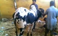 Angry Cow Qurbani  2016  2017 Jahil Stupid Anari Qasai Eid ul adha
