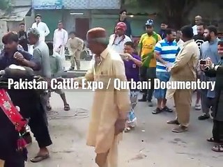 Angry Cow Qurbani 2016 2017 Funny Barsati Professional Qasai Eid