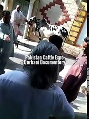 Angry cow qurbani 2016  2017 Professional Qasai Funny Eid video 4