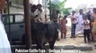 Angry Cow Qurbani 2016 2017 Anari Qasai Out of Control Eid video 1