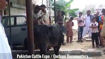 Angry Cow Qurbani 2016 2017 Anari Qasai Out of Control Eid video 1