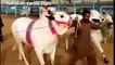 Biggest Bull Bail Cow Qurbani 2016 Karachi Bakra eid in Pakistan