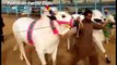 Biggest Bull Bail Cow Qurbani 2016 Karachi Bakra eid in Pakistan