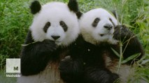 Giant pandas are officially off the endangered species list