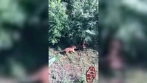 Horrifying moment a young tigress is ripped into pieces by a group of Siberian tigers in China