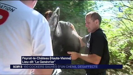 Des cockers sauvés d’un chenil désaffecté