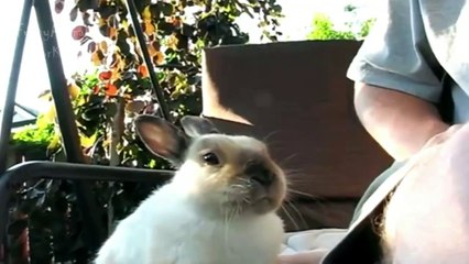 Funny Animals Sneezing - Compilation 2016