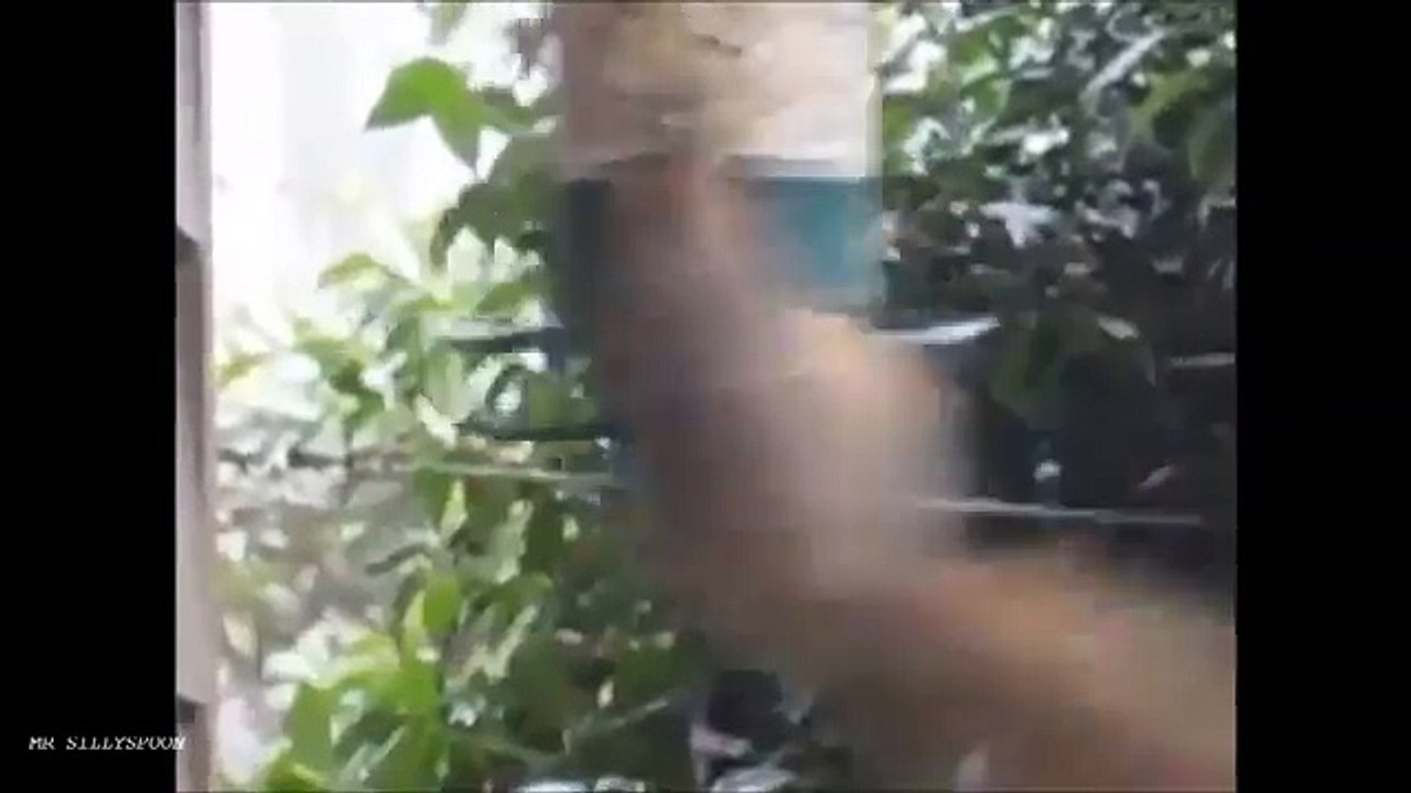 SILLY FUNNY ANIMALS