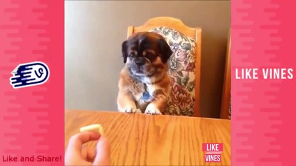 Best Funny Animals Vines of 2016 - Funny Cute Animals Videos