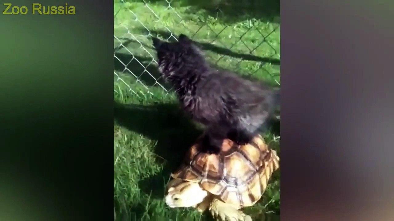 Best Funny Animal Compilation 2016 September #1