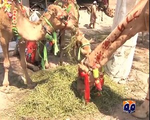 geo adil peshawar camel market peshawar