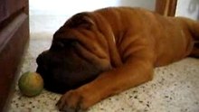 chien qui joue...
