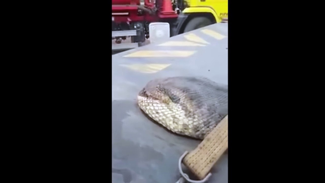 BIGGEST PYTHON SNAKE - GIANT ANACONDA   WORLD S BIGGEST SNAKE FOUND IN AMAZON RIVER #2 - Copy