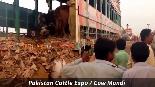Cow Mandi 2016 2017 Karachi Bakra Eid in Pakistan Sohrab Goth (1)