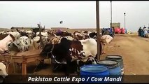Cow Mandi 2016 2017 Karachi Bakra Eid in Pakistan Sohrab Goth (2)