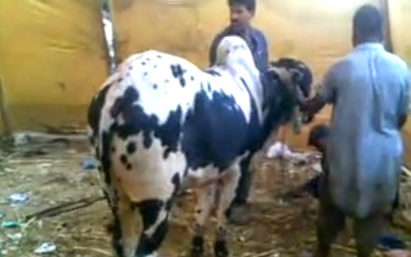 Cow Mandi 2016 2017 Karachi Eid ul adha Sohrab Goth Gai Mandi