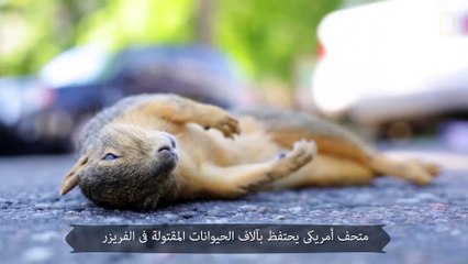 بالفيديو .. Top 10 .. رد فعل الكلاب بعد الشعور بالذنب وعروض الصين فى قمة العشرين