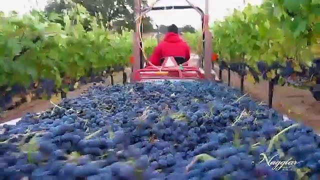 Vine to Wine Wine making At Naggiar Vineyards