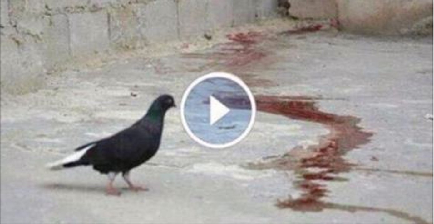 How-do-homing-pigeons-get-home---Extraordinary-Animals---Series-2---Earth