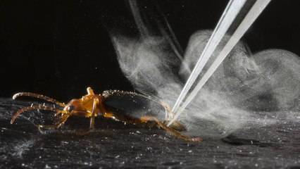 Top 10 Insect Superpowers That Will Shock You