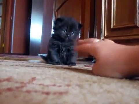 Un petit chaton salue la caméra, mais le résultat va vous faire fondre... C’est trop mignon !!