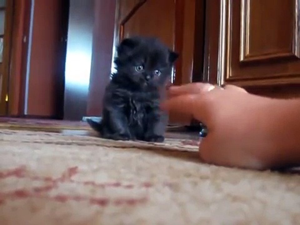 Un petit chaton salue la caméra, mais le résultat va vous faire fondre... C’est trop mignon !!
