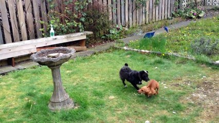 Adorable Puppy Playtime