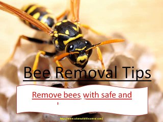Bee Removal Tips