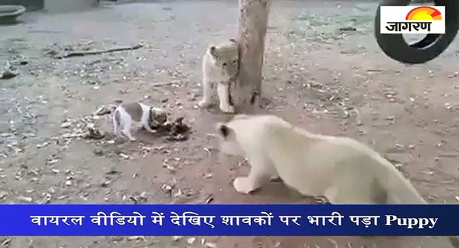 वायरल वीडियो में देखिए शावकों पर भारी पड़ा Puppy