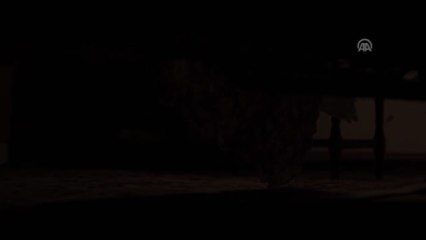 Sinema - Azem 4: Alacakaranlık