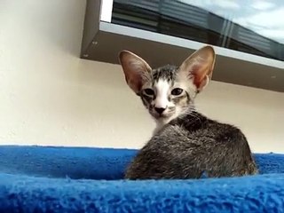 Ориентальная кошка . Удивительная порода !