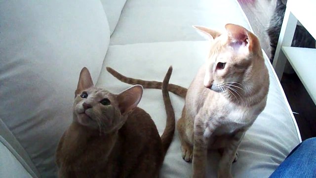 Ориентальная кошка. Послушайте как поет!