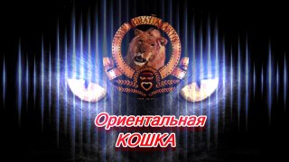 Порода ориентальная кошка