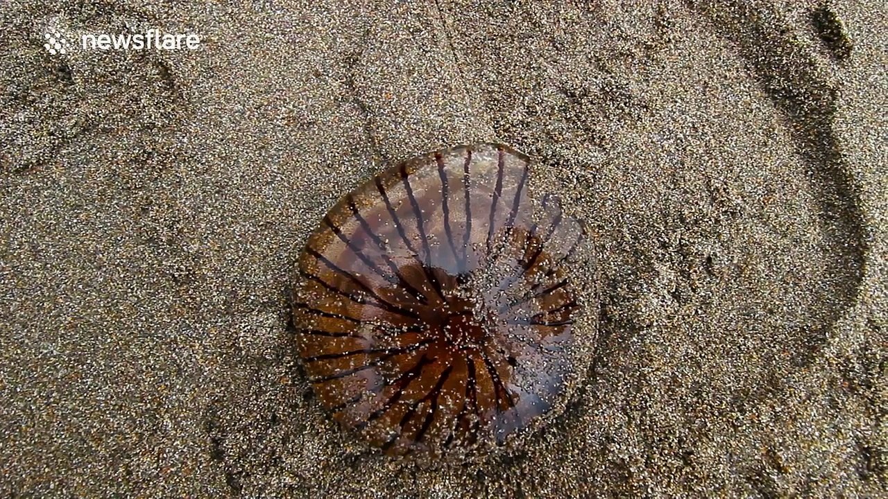 Compass Jellyfish stranded on Cornish beach