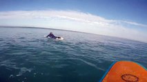 Un phoque s’invite sur la planche d’un surfeur