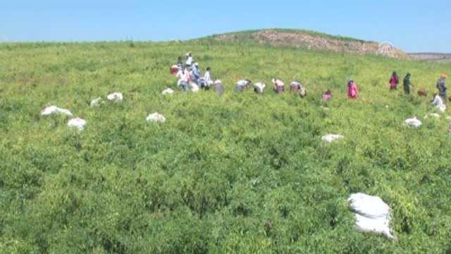 Sınır Hattında Hasat Kardeşliği - Kilis