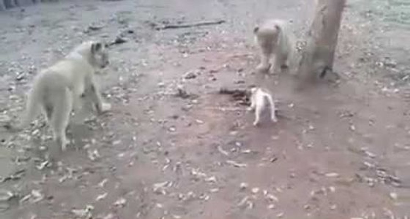 Un petit chien attaque trois lionceaux.