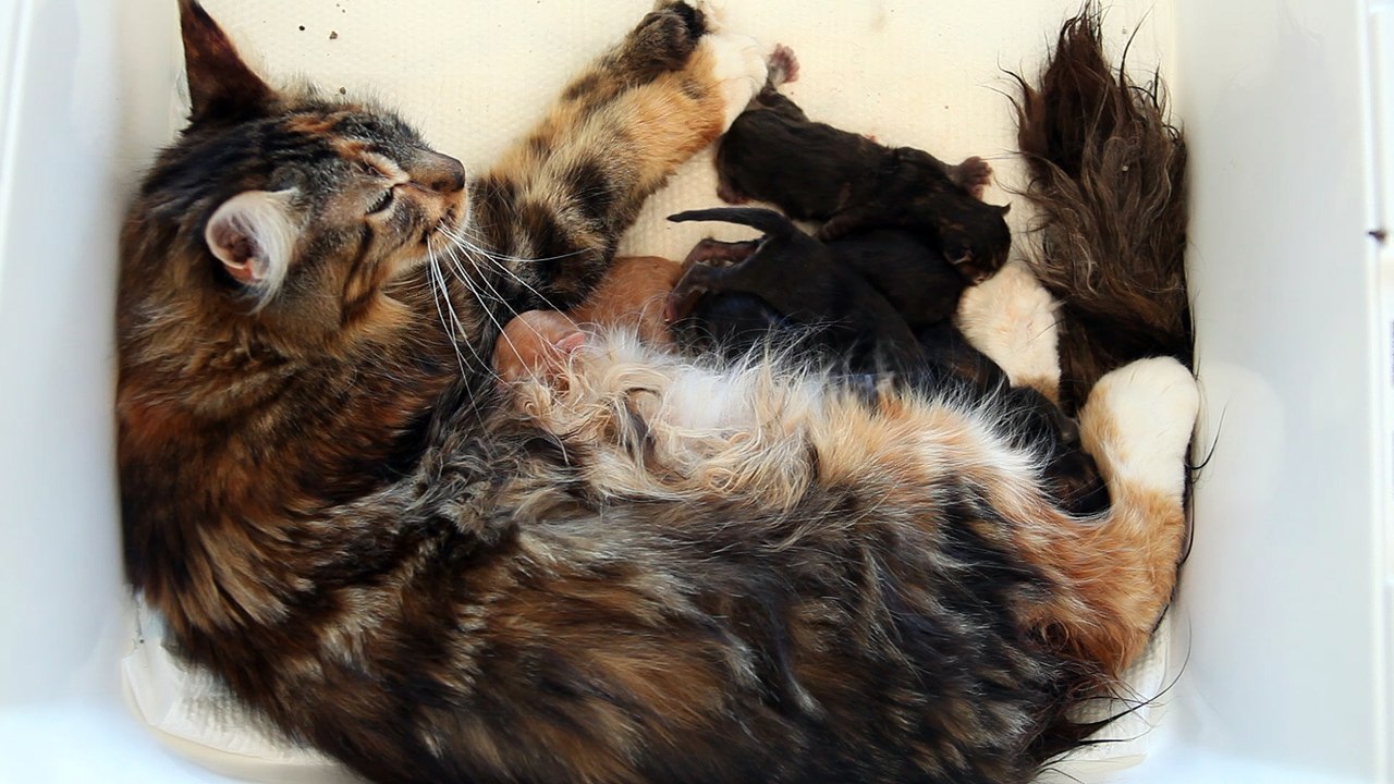 Me voici maman... et une tès bonne maman en plus!