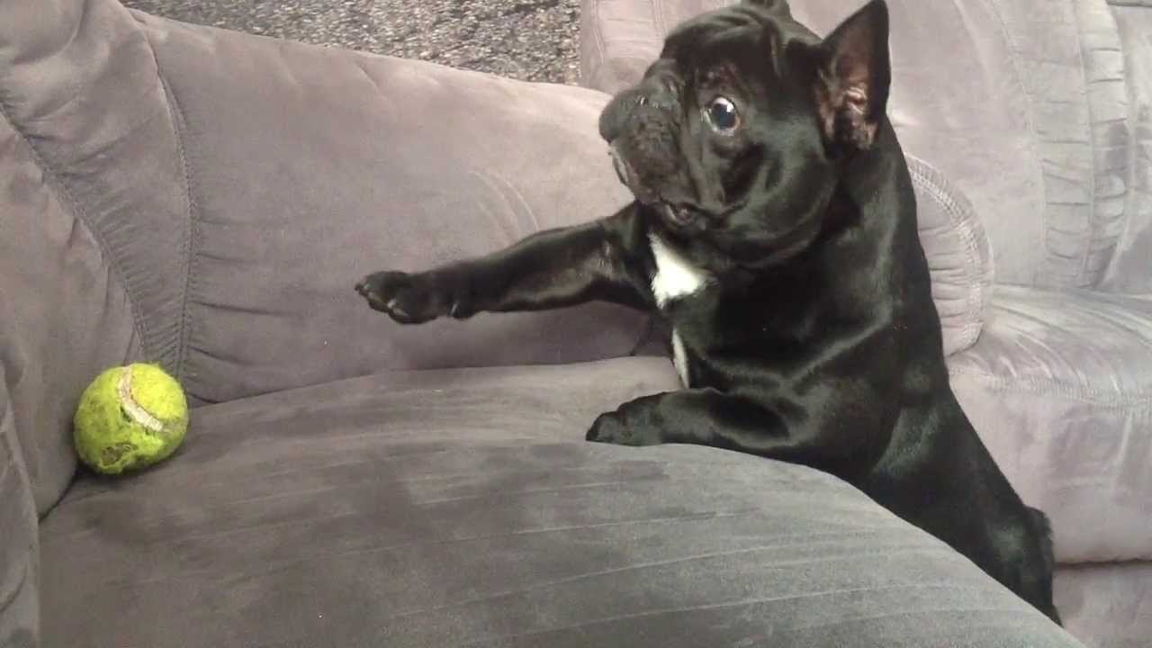 Ultimate Funny Dogs Compilation September 2016