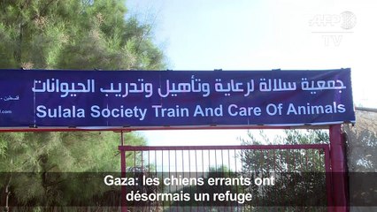 Gaza: les chiens errants ont désormais un refuge