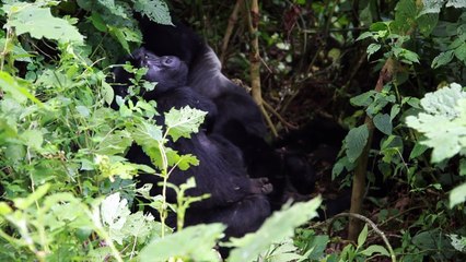 Le plus grand gorille du monde "à un pas" de l'extinction