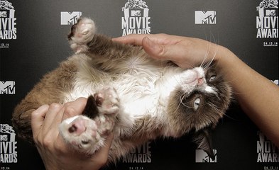 Cats Are Jerks Compilation