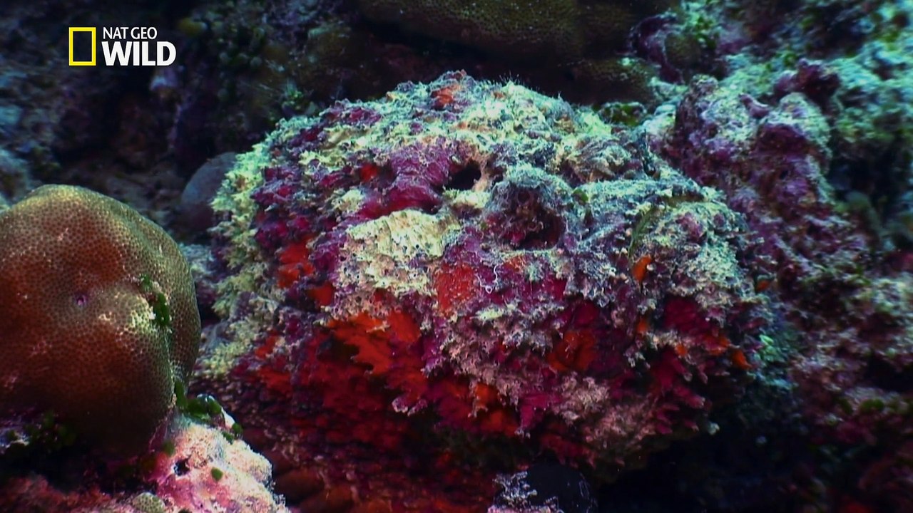 L'intranquilité du poisson pierre