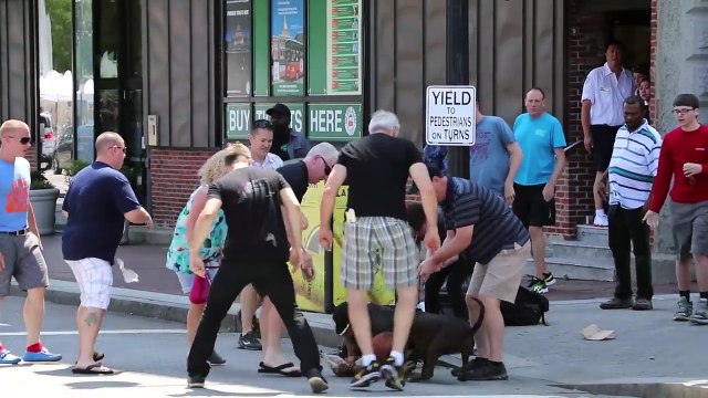 Une femme et son chien attaqués par un pitbull !