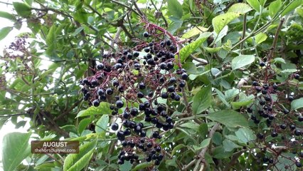How to Make Elderberry Syrup